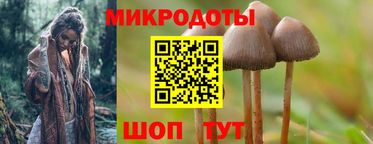 Псилоцибиновые грибы Psilocybe Петрозаводск